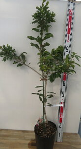 ���i�@�R��(���}����)�@���@�i�g�E�J�C�j 7�� �c��