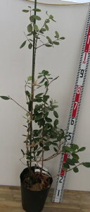 ���i�@�t�F�C�W���A�@�g���C�A���t�@5���c��