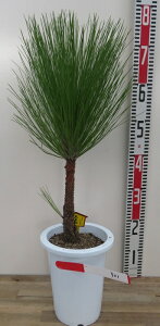 �y�I�ׂ錻�i�����z �剤���i�_�C�I�E�V���E�j�@�c�؁@6�����A��(e03)