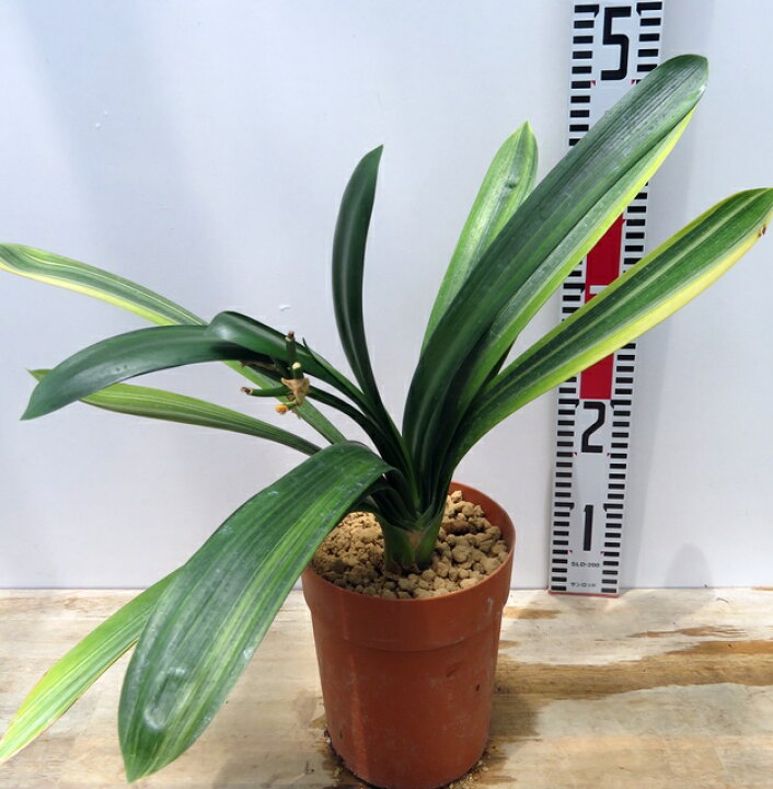 楽天市場】【現品発送】斑入りクンシラン（君子蘭）5号鉢植え293 