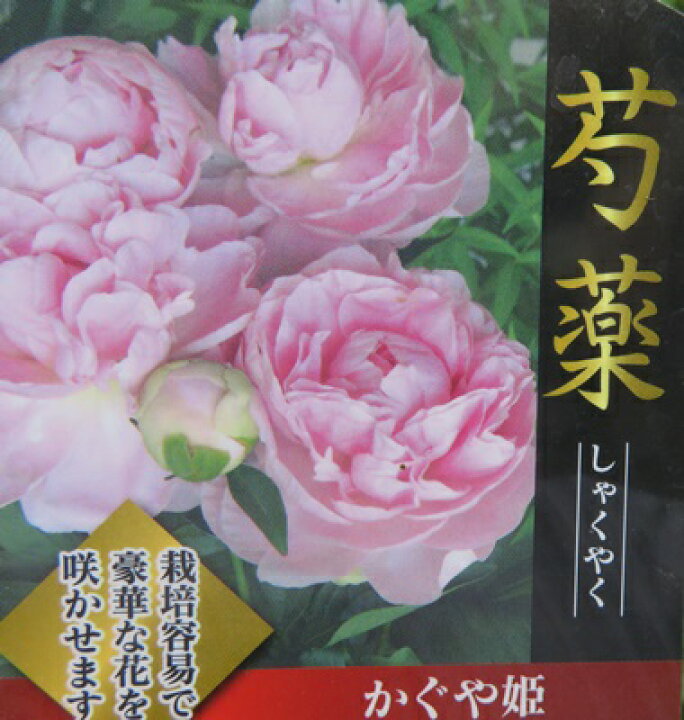 楽天市場 芍薬苗 シャクヤク苗 かぐや姫 カグヤヒメ 6号苗 千草園芸 楽天市場 芍薬苗 シャクヤク苗 かぐや姫 カグヤヒメ 6号苗 千草園芸
