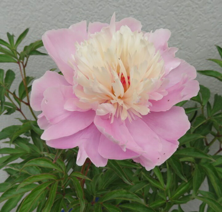 357円 公式ショップ 芍薬 苗 ソルベット 1株 シャクヤク 芍薬の花 芍薬の苗