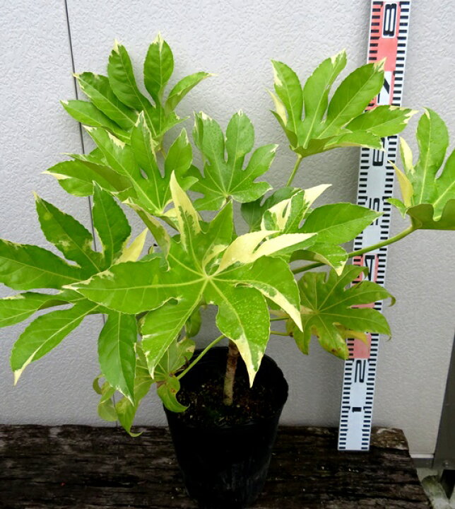 最高級 フイリヤツデ 斑入りヤツデ 40cm 苗木 Content Sociallypresent Com