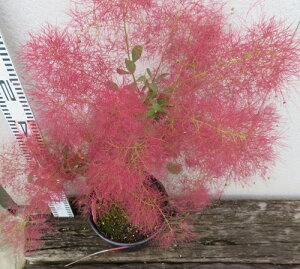 X[Nc[@gr[@c؁@4.5(e05)