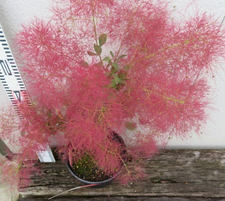 楽天市場】スモークツリー リトルルビー 苗木 5号ポット植え : 千草園芸