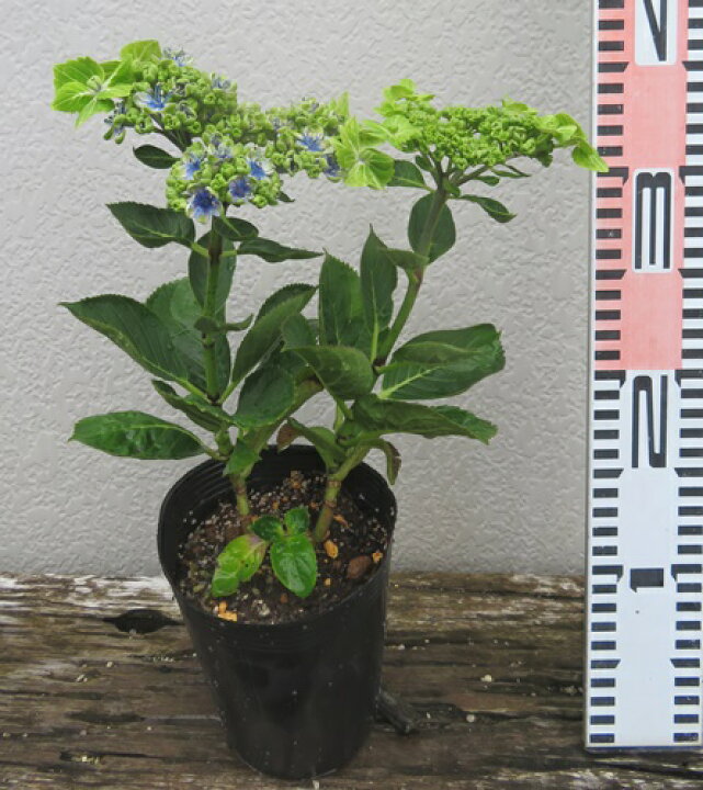 楽天市場 屋外管理苗 花終わり アジサイ 紫陽花 あじさい 大島緑花 オオシマリョッカ 4号ポット植え 22年入荷株 千草園芸