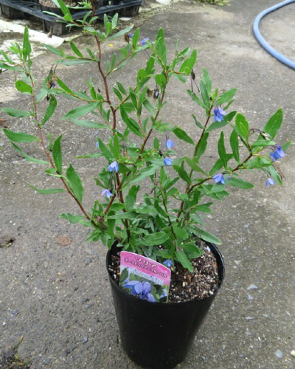 楽天市場 オーストラリアン ブルーベルズ 4号苗 C03 千草園芸