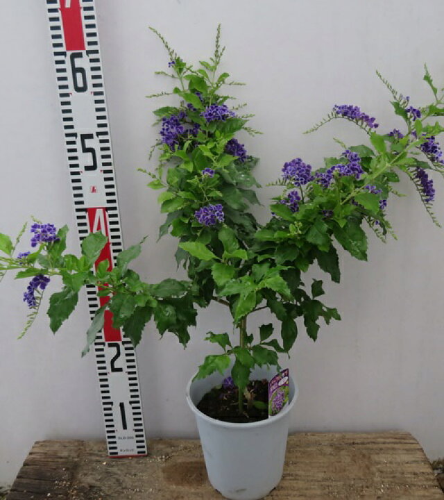 楽天市場 デュランタ パープルラブ宝塚 タカラヅカ 5号鉢植え スタンダード仕立て H31 千草園芸