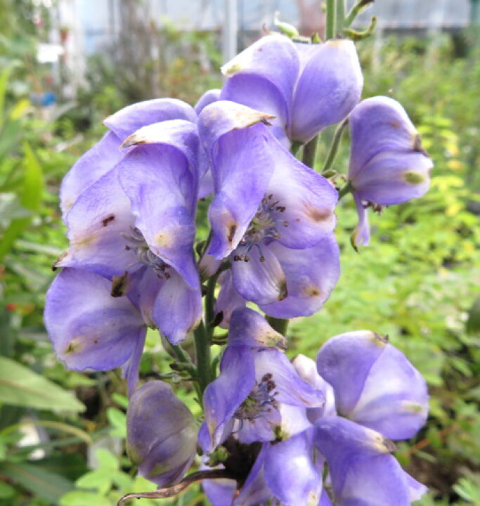 楽天市場 トリカブト オクトリカブト 4号ポット苗 C04 千草園芸