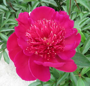 䉖ciVNNcjbhXpC_[@5c