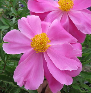 VNN@~X^[EGFEwbNisNd炫j@6c