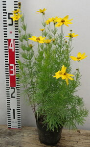 ttԋe(CgonVMN)@4cic05j