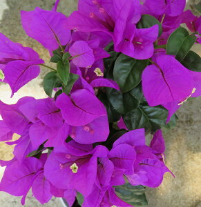 ブーゲンビリア　紫　4.5号鉢植え(h30)
