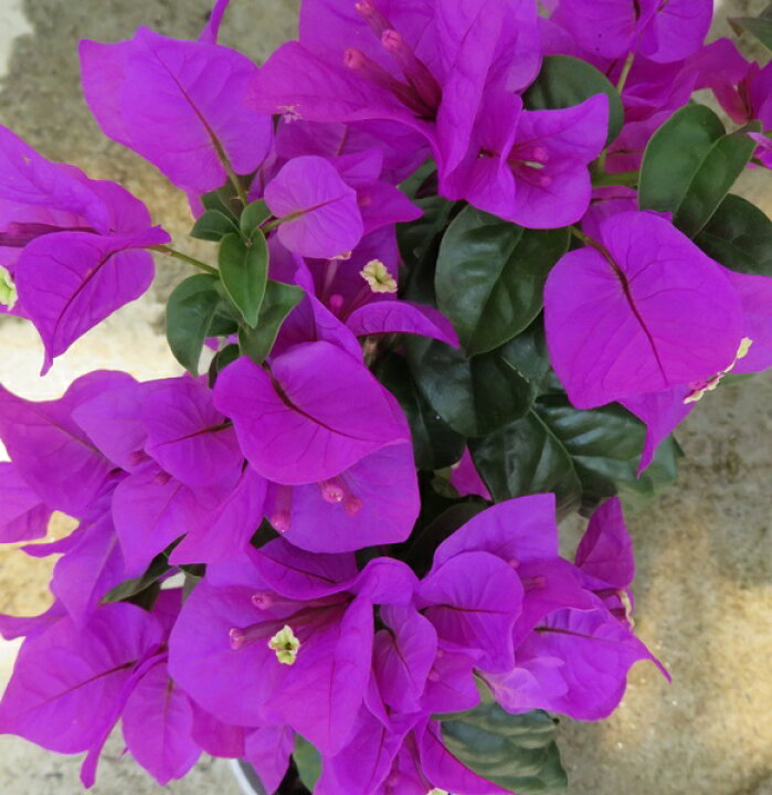 ブーゲンビリア 紫 4.5号鉢植え(h30) 千草園芸