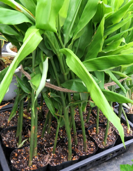 楽天市場】ミョウガ(茗荷) 苗 10個 : 千草園芸