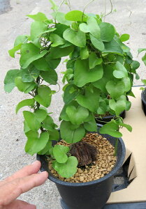 ui@TbLbREEi~^j@4.5@123