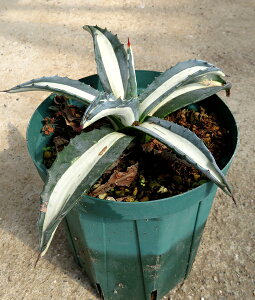 yizAKx@،@(AKx@AJ[ifBAsN^)@5A@01