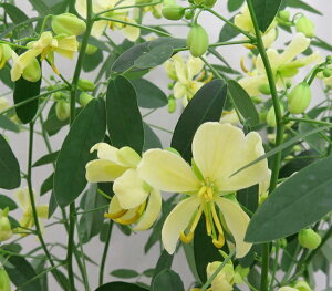 AfX̉@iN[Fj@6Ac(i10)