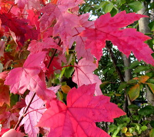 t[}j[JGf()@I[^u[Y@ c؁@6(z04-3)