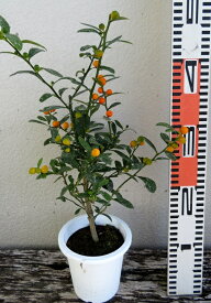 金豆(キンズ)　4.5号鉢植え　苗木（b08-1)