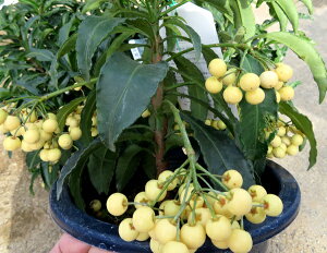 ��������i�}�������E�j��D�u�����v6�����A���c(h42)