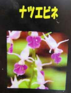 icGrl(ăGrl) 3.5cig01j