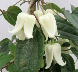 ~炫N}`Xc@AXGVX@3c()