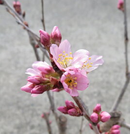 啓翁桜（ケイオウザクラ）　7号苗木（y08）