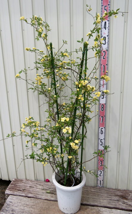 木黄 鉢 縦横2.5㎝ 高さ2.7㎝ 引っこ抜こ