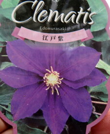 クレマチス　江戸紫　3号苗（c02）