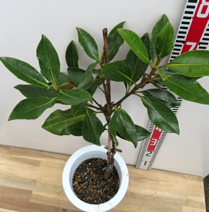楽天市場】現品 四季咲きタイサンボク リトルジェム 苗木 7号鉢植え 