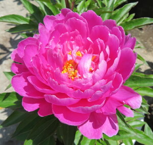 VNNi䉖j@ؐC̓TiJVNmej6c