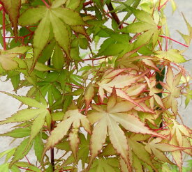 カツラモミジ(桂紅葉)　苗木　4.5号《シンボルツリーに最適な苗木　植木　庭木》