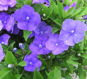 バンマツリ サファイアパープル 6号苗(z03-2)