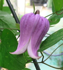 lG炫N}`X@Aix@4.5|bgc