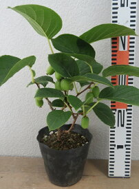 大実サルナシ（オオミサルナシ）　5号鉢植え　苗木(e12)