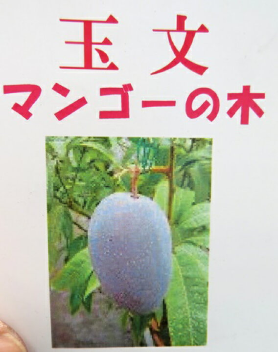 楽天市場】【現品発送】マンゴー 玉文 6号接ぎ木苗 : 千草園芸