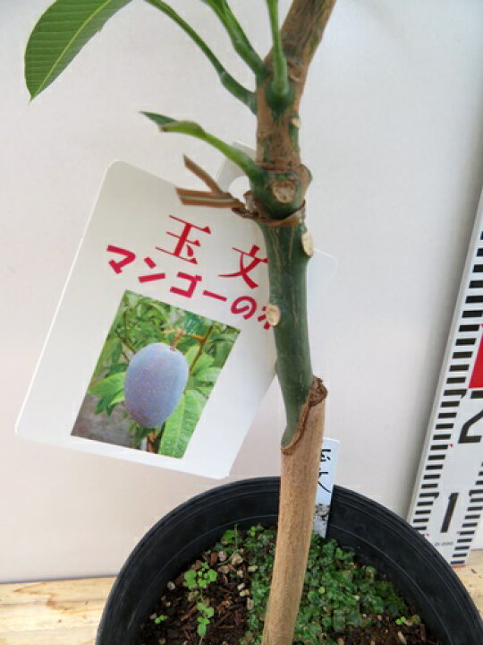 楽天市場】【現品発送】マンゴー 玉文 6号接ぎ木苗 : 千草園芸 ❶-1玉文マンゴー 耐寒性接木苗現品発送