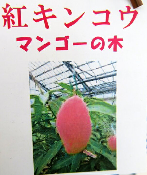 楽天市場】マンゴー 紅キンコウ 6号接ぎ木苗 : 千草園芸