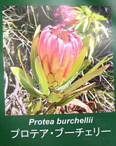 �v���e�A�@�u�b�`�F���[�@5����