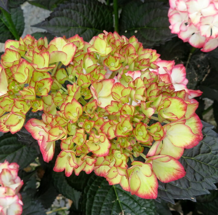 屋外管理苗 アジサイ 紫陽花・あじさい ライトマイファイヤー 号鉢植え 千草園芸