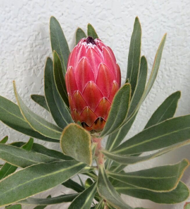 楽天市場】【花終わり】プロテア スペシャルピンクアイス 6号鉢植え苗 