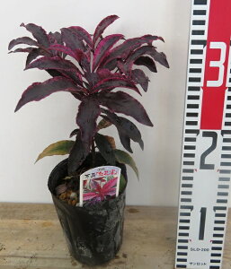 4ח\@i}EjgE(xjNWN)@3.5|bgAih41j