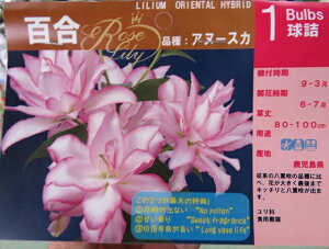 @d炫nCubh[uAk[XJv@3c(d07)