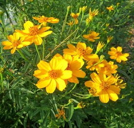 レモンマリーゴールド苗(宿根マリーゴールド)　3号苗(J06)