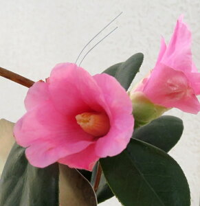 �ցi�c�o�L�j�g��(�L�r)�@6���ږؕc (g07-2)