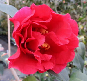 ցicoLjgiNiCj6@ڂؕc(g07-1)