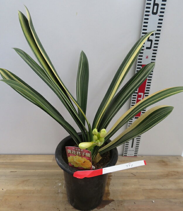 楽天市場】【現品発送】斑入りクンシラン(君子蘭) 黄花 6号鉢植え 701 