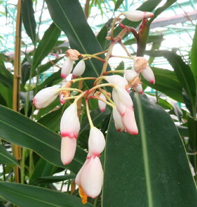 ���ꌎ���i�I�L�i���Q�b�g�E�j 4���c(h24)