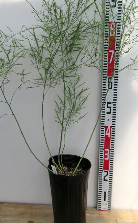 楽天市場】アスパラガス ウェルカム 5号ポット植え 中株【ウェルカム 